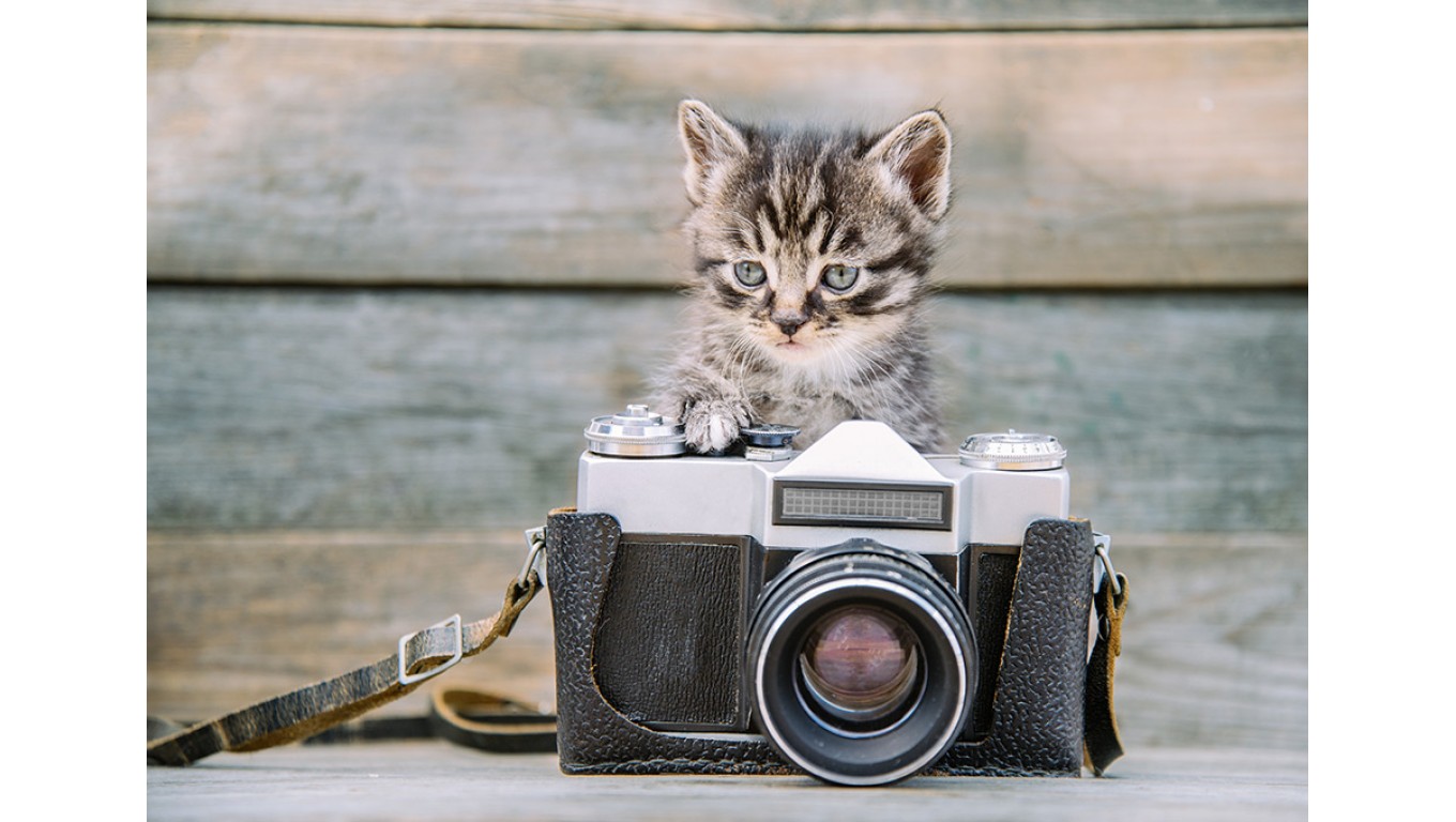 Kitty Garden Camera